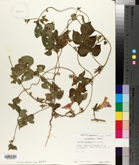 Ipomoea purpurea image