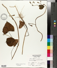 Ipomoea purpurea image