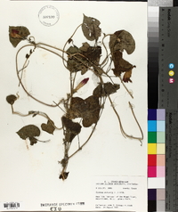 Ipomoea purpurea image