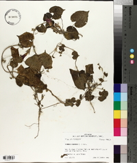 Ipomoea purpurea image