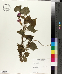 Ipomoea purpurea image