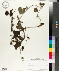 Ipomoea purpurea image