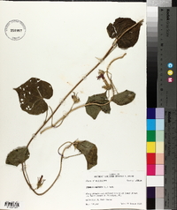 Ipomoea purpurea image