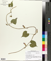 Ipomoea purpurea image