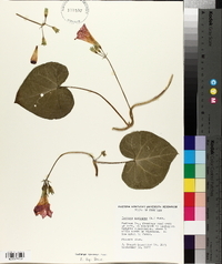 Ipomoea purpurea image