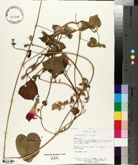 Ipomoea purpurea image