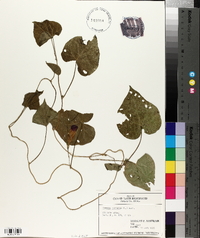 Ipomoea purpurea image