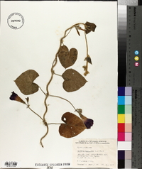 Ipomoea purpurea image