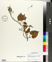 Ipomoea purpurea image