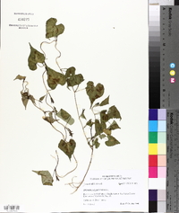 Ipomoea lacunosa image