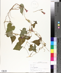 Ipomoea lacunosa image