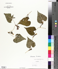 Ipomoea lacunosa image