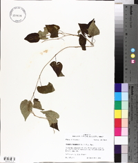 Ipomoea pandurata image