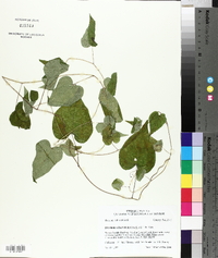 Ipomoea pandurata image