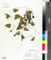 Ipomoea pandurata image