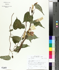 Ipomoea pandurata image