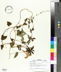 Ipomoea pandurata image