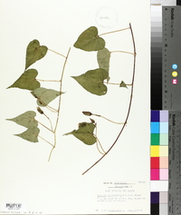 Ipomoea pandurata image