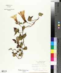 Ipomoea pandurata image