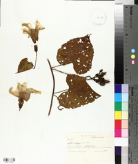 Ipomoea pandurata image