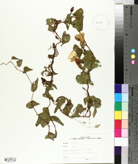 Ipomoea pandurata image