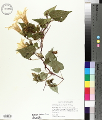 Ipomoea pandurata image