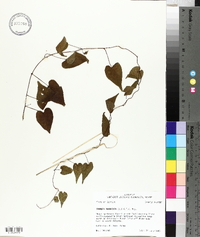 Ipomoea pandurata image