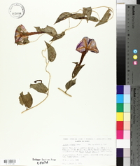 Ipomoea seducta image