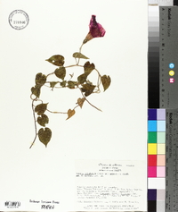 Ipomoea orizabensis image