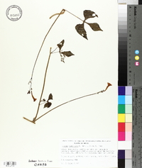 Ipomoea hederifolia image