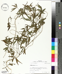 Ipomoea wrightii image