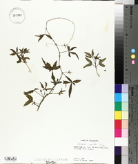 Ipomoea wrightii image