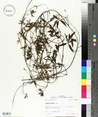 Ipomoea wrightii image