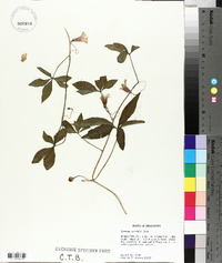 Ipomoea wrightii image