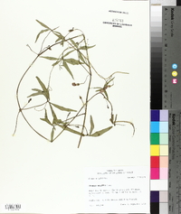 Ipomoea wrightii image