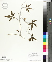 Ipomoea wrightii image