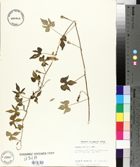 Ipomoea trichocarpa image