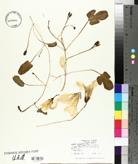 Ipomoea imperati image
