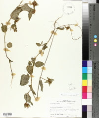 Jacquemontia tamnifolia image
