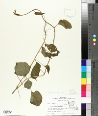 Jacquemontia tamnifolia image