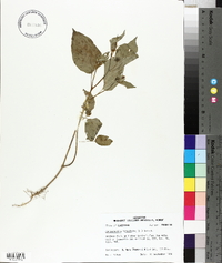 Jacquemontia tamnifolia image