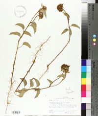 Jacquemontia tamnifolia image