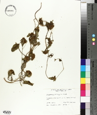 Jacquemontia tamnifolia image