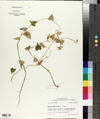 Ipomoea purpurea image