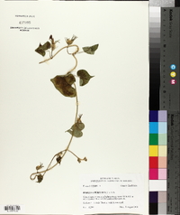 Ipomoea purpurea image