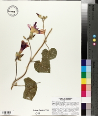 Ipomoea purpurea image