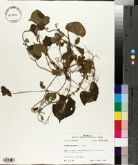 Ipomoea purpurea image