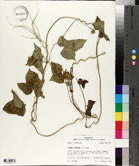 Ipomoea purpurea image