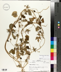 Ipomoea purpurea image