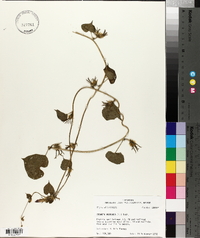 Ipomoea purpurea image